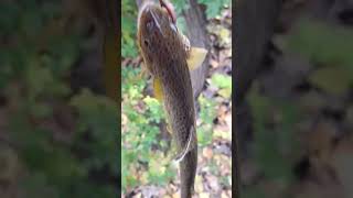 Worms VS Roostertail - Worms caught Most Fish, Spinner... Which one are you using?!! #shorts #sub