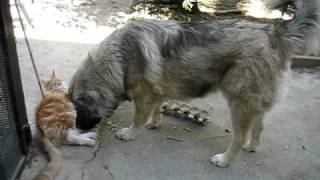 Caucasian Shepherd & Maine Coon 12