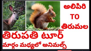 Tirupati tour|| tirumala|| alipiri to tirumala|| animals|| teluguvlog