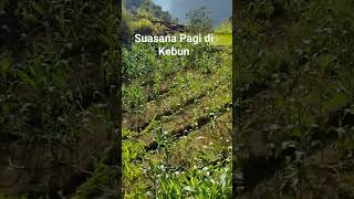 suasana pagi di pedesaan #nature #sawah #pertanian #petani