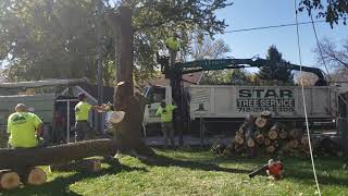 #2 hyperlapse tree removal part 4 end