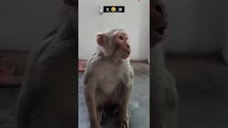 पढ़ा लिखा बंदर 😂😂#comedy #realfools#vikramcomedyvideo #surajroxfunnyvibeo#vikramfunnyvideo