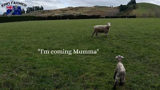 In The Thick Of It.... Lambing 2023 in New Zealand