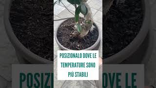 Come stimolare nuovi rami sul ficus bonsai