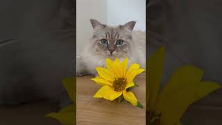 Sunflower and a Cat 🌻💛 - CatMia