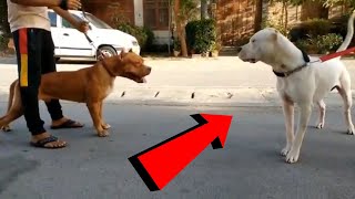 Gran enfrentamiento entre Dogo argentino y Bull terrier VS  Pitbull y Presa Canario