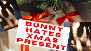 😡😡🐰 Enraged bunny throws a temper tantrum; He hates his present, attacks the wrapping 😡😡😡🐰