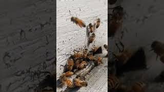 Why are Bees SO busy?? #shorts #bees #apismellifera #apiculture #honeybee