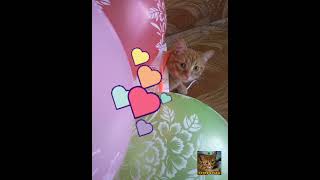 Episode 10  | Unexpected Gift for mom | Crazy cat for birthday | Найкращий подарунок