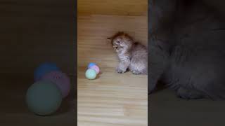 Smart Rolling Ball for Cat