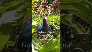 #galinha d'água#frango d'água é uma ave bem conhecida e você conhece já viu?  #Natueza#shorts 🇧🇷