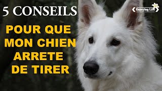 5 CONSEILS POUR QUE MON CHIEN NE TIRE PLUS EN LAISSE ✿ EnjoyingLife