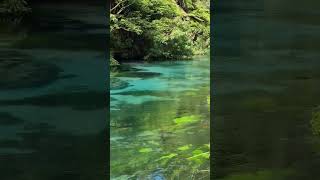 Blue Springs Waikato  New Zealand #newzealand #blue #spring #summer #shorts