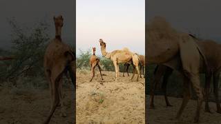 Camel Lovely Time #shorts  #shortvideo  #youtubeshorts