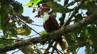 Three wattled Bellbird | Procnias tricarunculatus | Pájaro campana