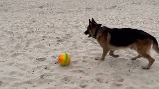 German Shepherd's Impressive Soccer Skills on Display at the Beach