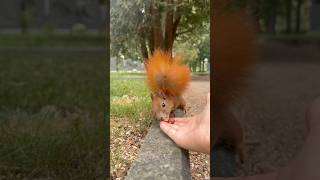 🐿️🏃🏻‍♀️🏃🏻‍♀️🏃🏻‍♀️run!!!#cute #squirrel #shorts #animals #eating #nature #동물 #wildlife #feed