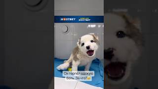 Ему отрезали уши и травмировали спину. До слез #дослез #dog #shortvideo #shorts