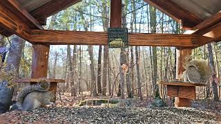 Chipmunk Squirrel Bird Sanctuary in the forest Cat and Dog Tv