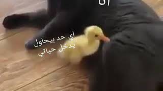 هو فيديو قصير بس مضحگ جدااا 😂😂😂