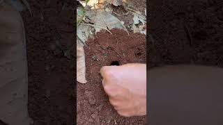 IQ man using fire ants attack cricket for food #shorts