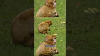 Monkey | wild vibes with animation | AI #monkey #short