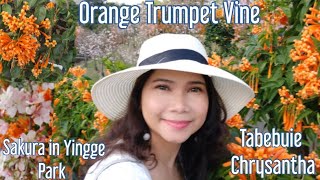 #orange#trumpetvine#tabebuie#crysantha#yinggepark| YINGGE NATURAL ECOLOGICAL PARK