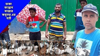 kaptan bazar pigeon hat Dhaka | ঢাকা কাপ্তান বাজার কবুতর এর হার্ট | কবুতর এর হার্ট | Latest Update