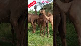 Gathering of Camels # Grazing # #foryou # animals#subscribe