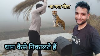 धान कैसे निकालते है। Dhaan farming and harvesting। आ गया चीता। #Village #Dhanfarming #videos #Vlog