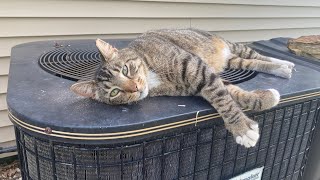 A day with Dak, follow a barn cat as he makes his rounds for a day 🐈