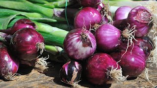 DIMENTICA LO ZUCCHERO E L'OBESITÀ! Questa ricetta con la cipolla è oro puro!