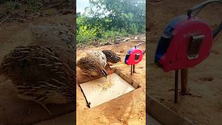 New Create Trap DIY - Quail Trap #shorts