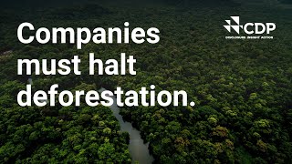 7 critical steps for companies to halt deforestation