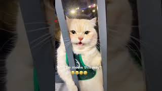 #funny #funnyvideo #funnyshorts #amazing #cat #cats #shorts #shortsvideo #video #wow #comedy #viral