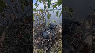 Black-winged kite birds in the nest #birds #mynasound #birdspecies #nature #birdsounds