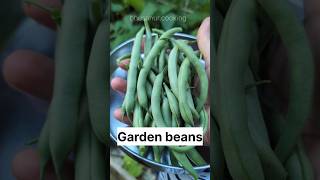 First beans harvest this year #beans #shorts #bhusanurcooking