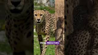 cheetah spots