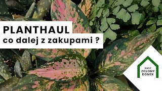 PLANT SHOP TOUR | Planthaul co dalej z zakupami? Jak będziemy kupować rośliny | Dekoracje z szyszek