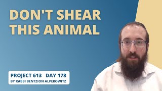 Project 613 - Lesson 178 | Don't shear this animal