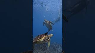 Swim with Hawaiian green sea turtles with us on our snorkeling tour! #Honu  #Snorkeling #Hawaii