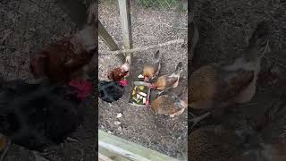 Feeding the Chickens