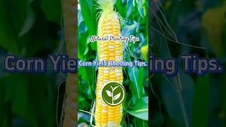 Corn Yields boosting Tips #youtubeshorts #plants #shortvideo #garden #howto #viralvideo #agriculture