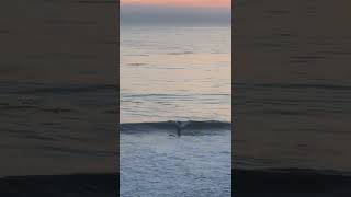 Surfing  #california #surfing #waves #sunset