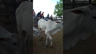 Chegando muito Gado na vespa de feira em Tabira PE(4)