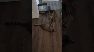 cats fighting #shortsvideo #pets #cats #funny