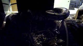 My pet Python eats a rodent