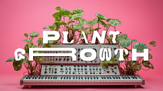 Plant Growth: Mix Of Electronic And Analog Soundscapes [Ambient Music Relaxing Hour]