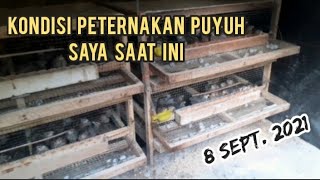 Kondisi Peternakan Puyuh Saya saat ini Tanggal 8 September 2021