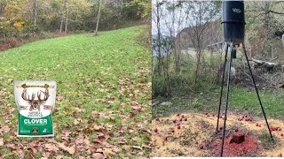 Clover Food plot update and topping off bait piles!